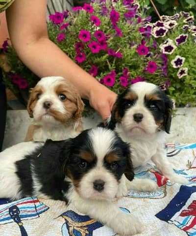 cavalier king Charles spaniel puppy female from Russia