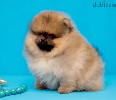 adorable baby boy pomeranian from Russia