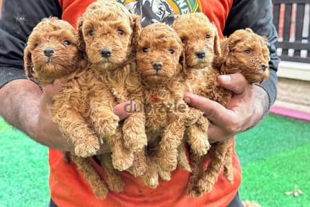 premium quality toy poodle puppies , males and females