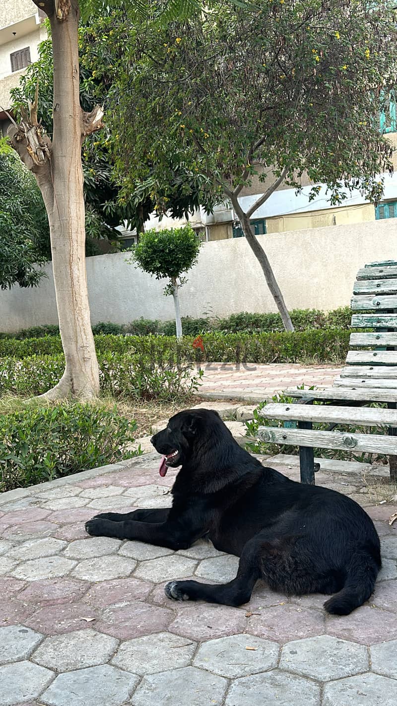 Male Alabai الاباي 7 months with pedigree and microship 0