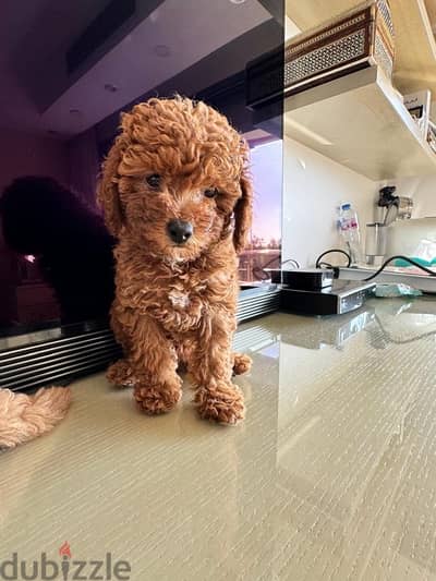 Girl Toy Poodle imported parents from Russia