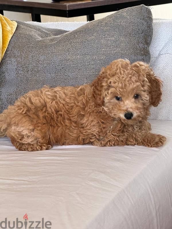 Girl Toy Poodle imported parents from Russia 1