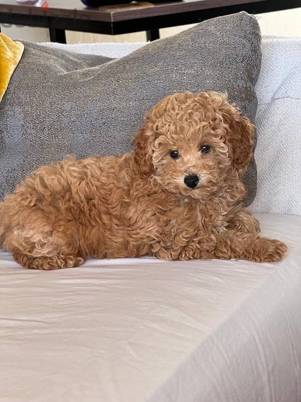 Girl Toy Poodle imported parents from Russia 2