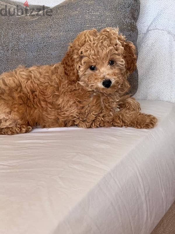 Girl Toy Poodle imported parents from Russia 3