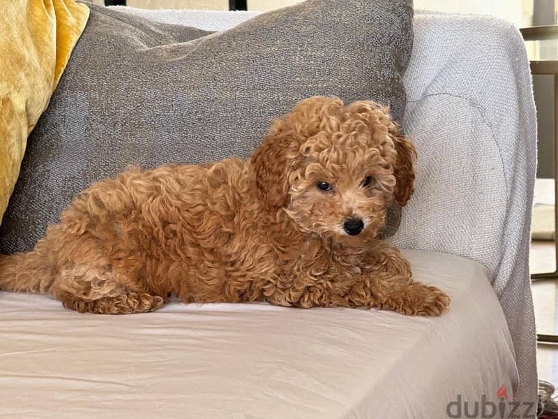 Girl Toy Poodle imported parents from Russia 4