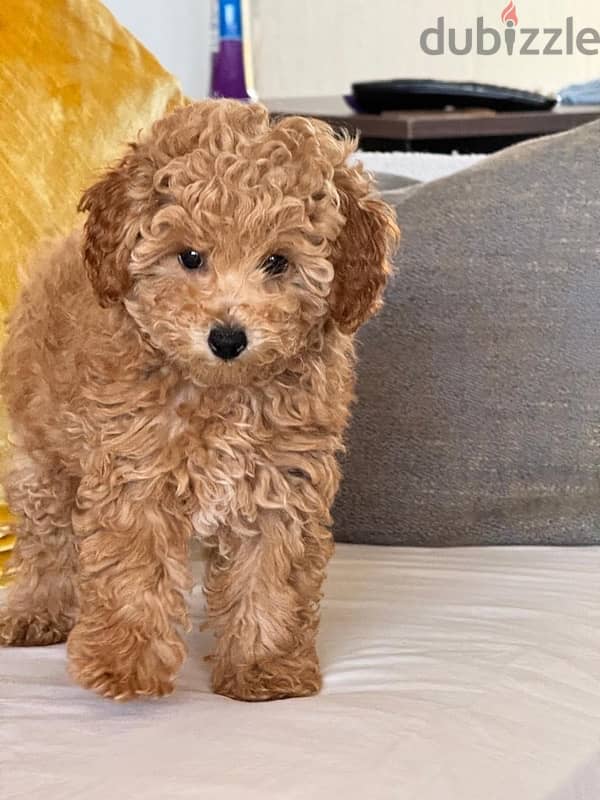 Girl Toy Poodle imported parents from Russia 5