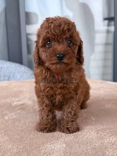 males and females toy poodle puppies