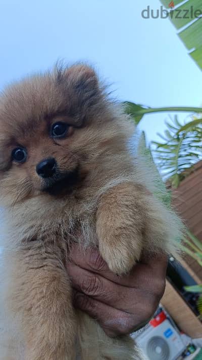 بومرينيان Pomeranian