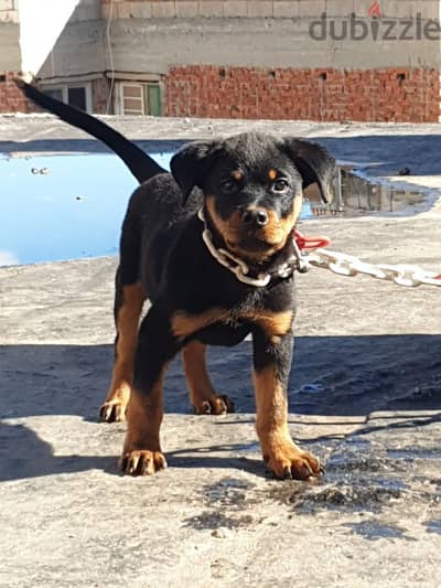 Rott