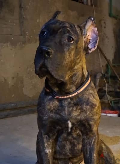 Cane Corso كين كورسو