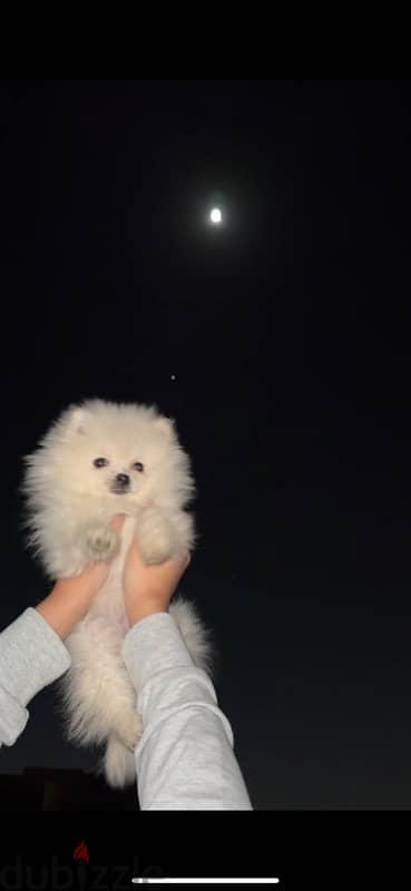 Pomeranian