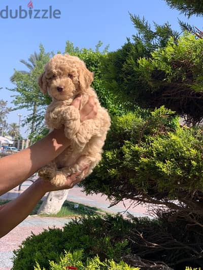 toy poodle