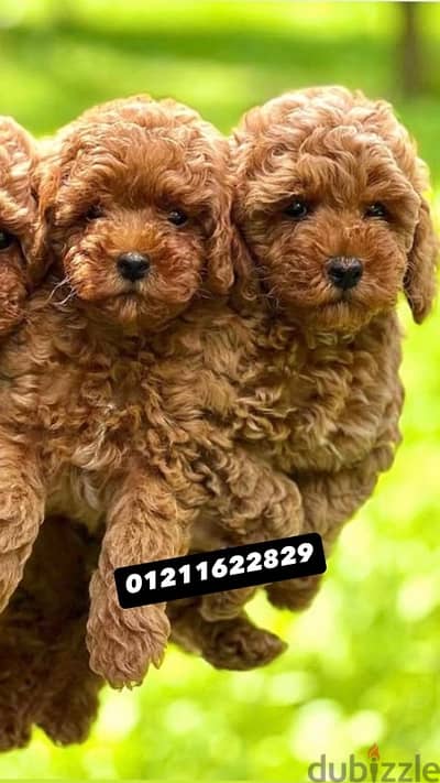 poodle puppies بودل