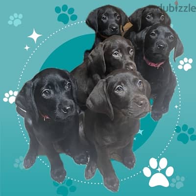 Pure English Labrador Retreiver Puppies