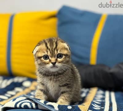 Scottish Fold Shorthair Golden Tabby