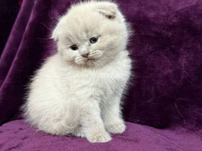 Scottish Fold Shorthair Lilac