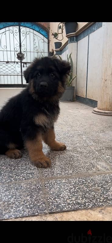 German shepard puppy