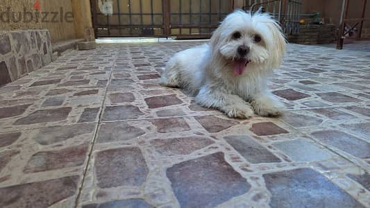 Havanese