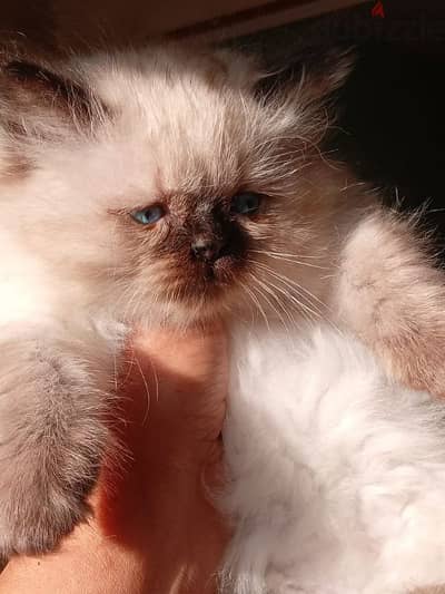 Himalayan Female Kitten