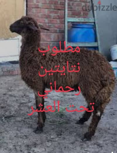 مطلوب