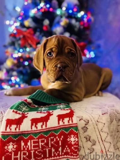 french mastiff dogue de Bordeaux puppy boy from Russia