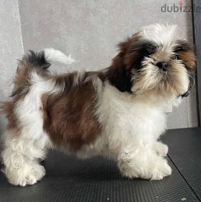 shih tzu puppy boy from Russia