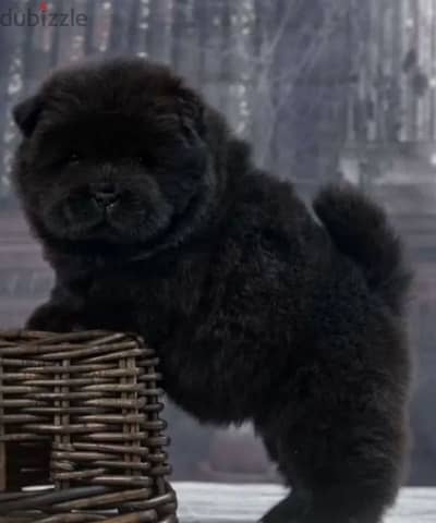 chow chow puppy boy from Russia