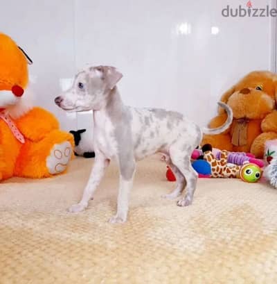 Italian greyhound marble boy from Russia