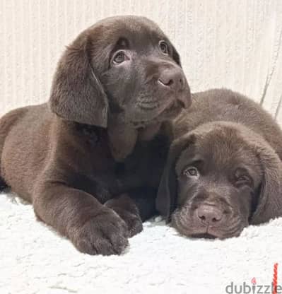 Chocolate labrador puppy boy from Russia