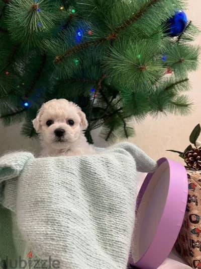 bichon frise puppy boy from Russia