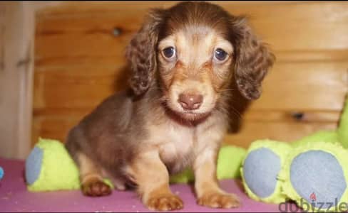 mini longhaired dachshund puppy boy from Russia