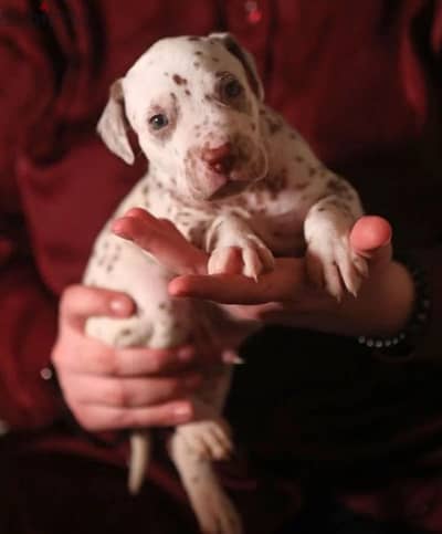 dalmatian puppy boy from Russia