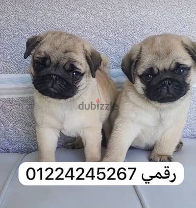 pug_بج