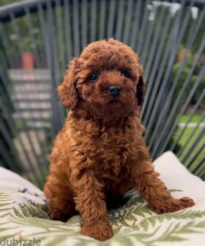 Toy Poodle Male and Female