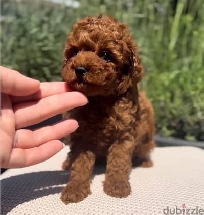 toy poodle