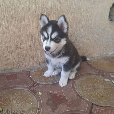 husky