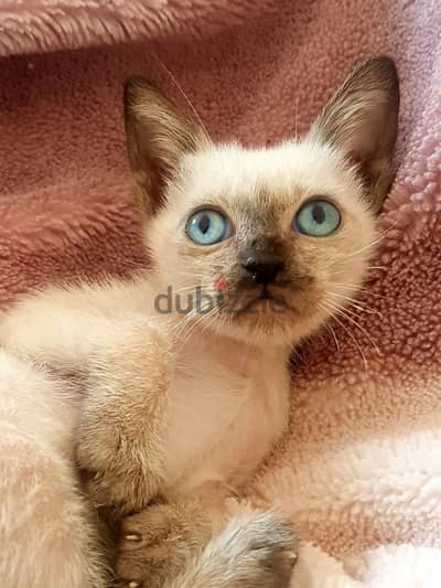 سيامي قط سيامى كيتن siamese kitten