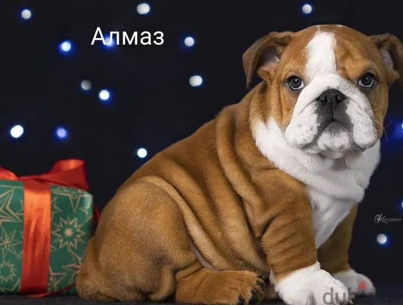 English bulldog red haired handsome boy from Russia 1