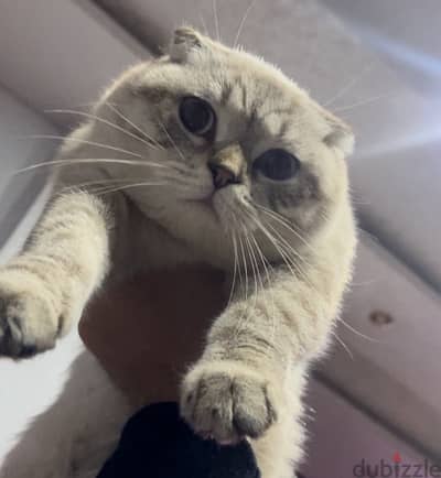 scottish fold male top quality imported parents 15 months old