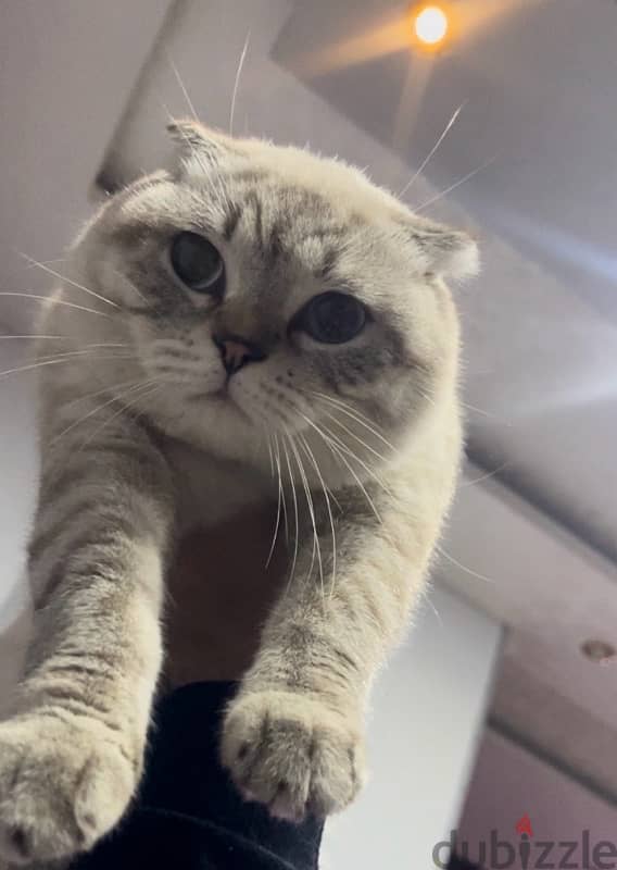 scottish fold male top quality imported parents 15 months old 2