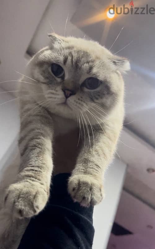 scottish fold male top quality imported parents 15 months old 3