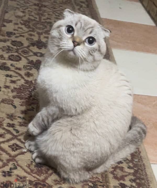 scottish fold male top quality imported parents 15 months old 4