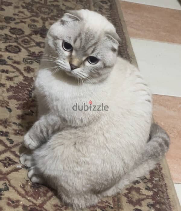 scottish fold male top quality imported parents 15 months old 5