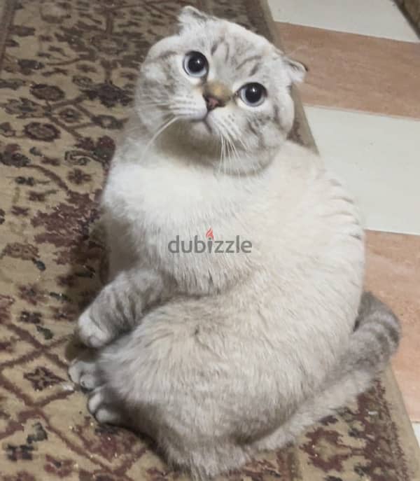 scottish fold male top quality imported parents 15 months old 6