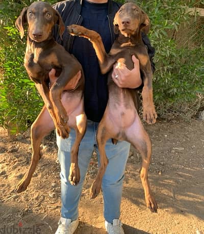 High level Red Doberman female puppy