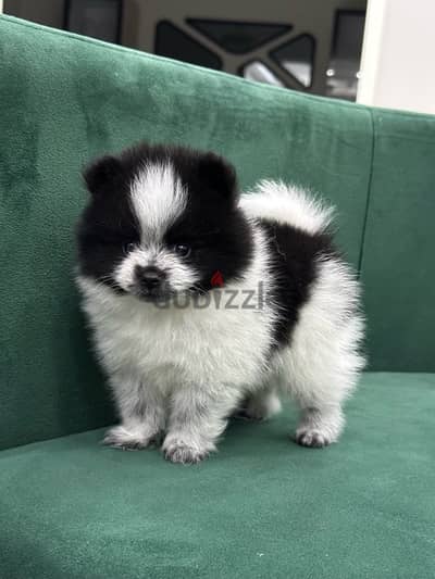 pomeranian بومرينان بومرينيان بومرينين poodle