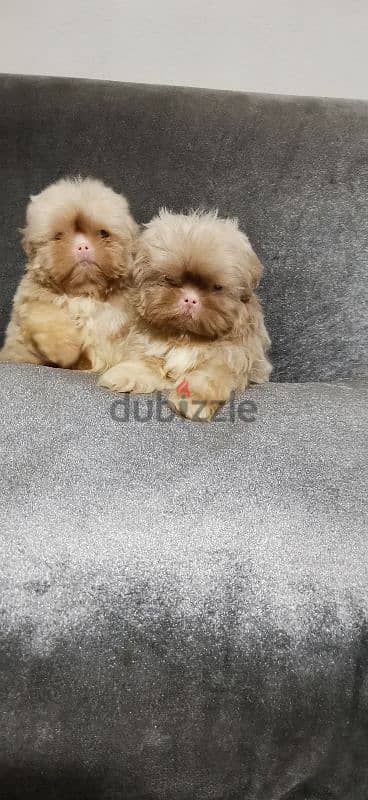 جراوي شيتزو البينو  shih Tzu Alpeno puppy