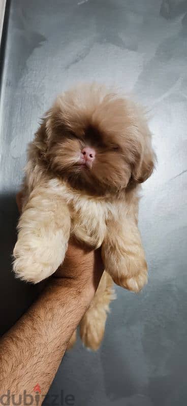 جراوي شيتزو البينو  shih Tzu Alpeno puppy