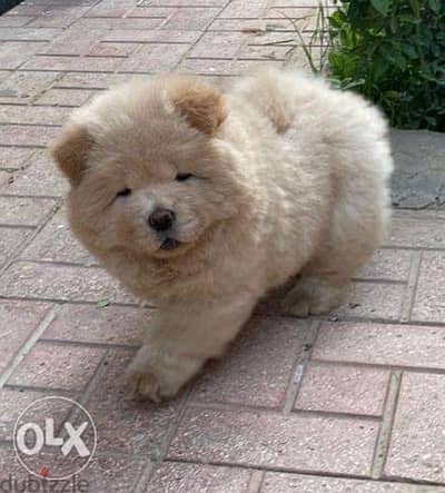 chowchow