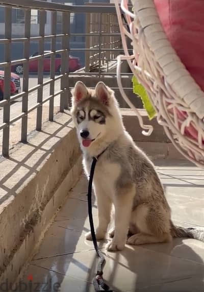 husky هاسكي